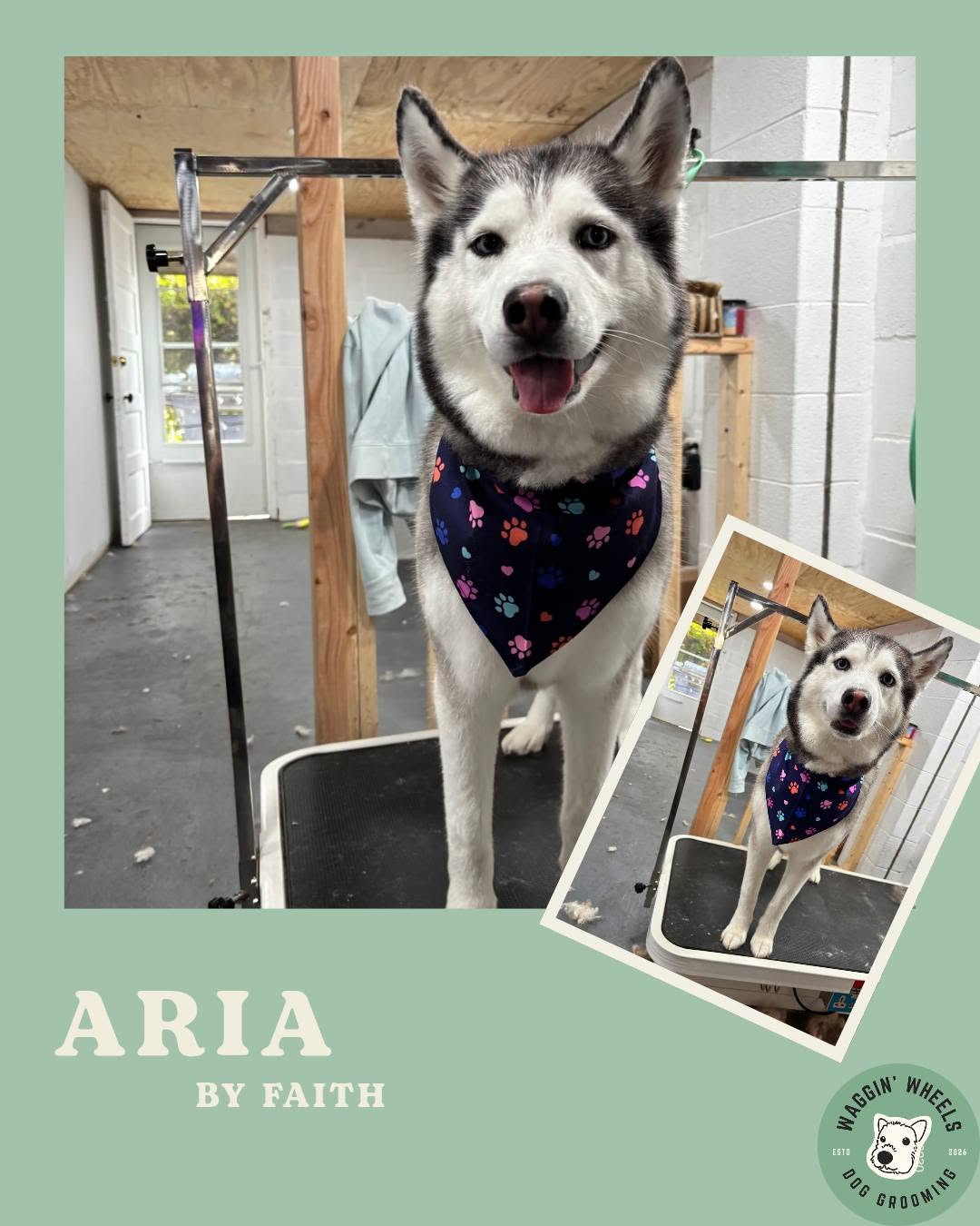 Aria, a husky smiling after her groom in a paw-print bandana