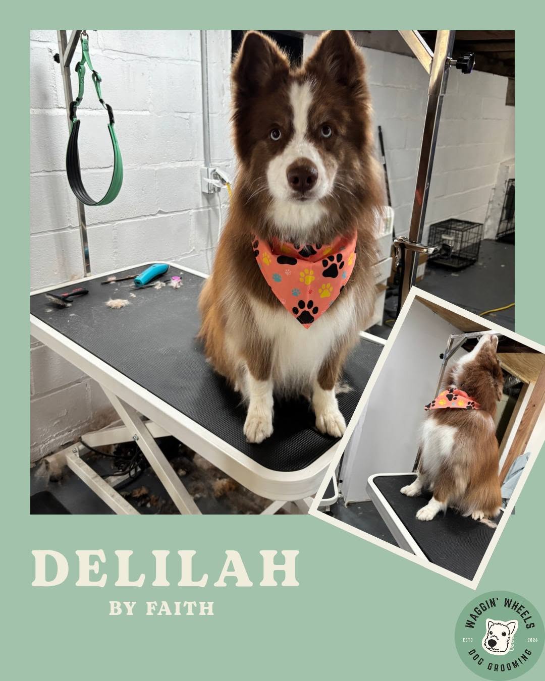 Delilah, a groomed dog on the grooming table wearing a coral paw-print bandana