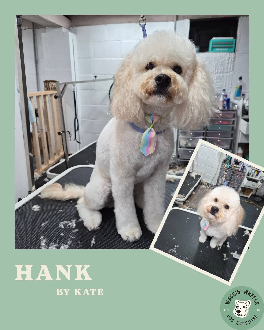 Hank, a fluffy white doodle after grooming, wearing a rainbow tie