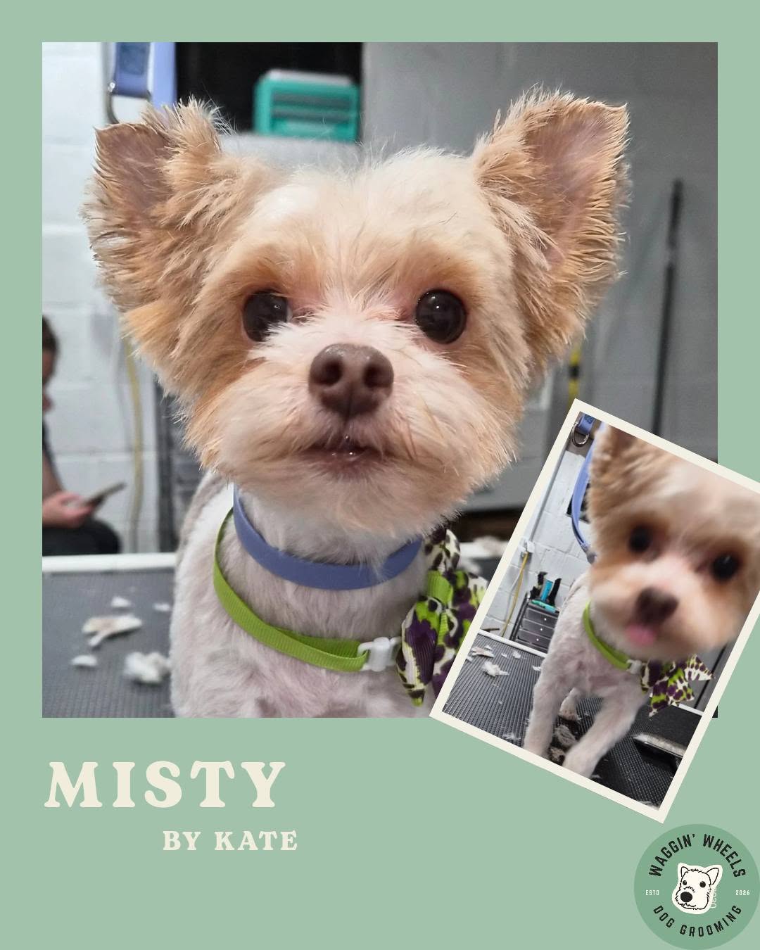 Misty, a small terrier mix with a fresh trim