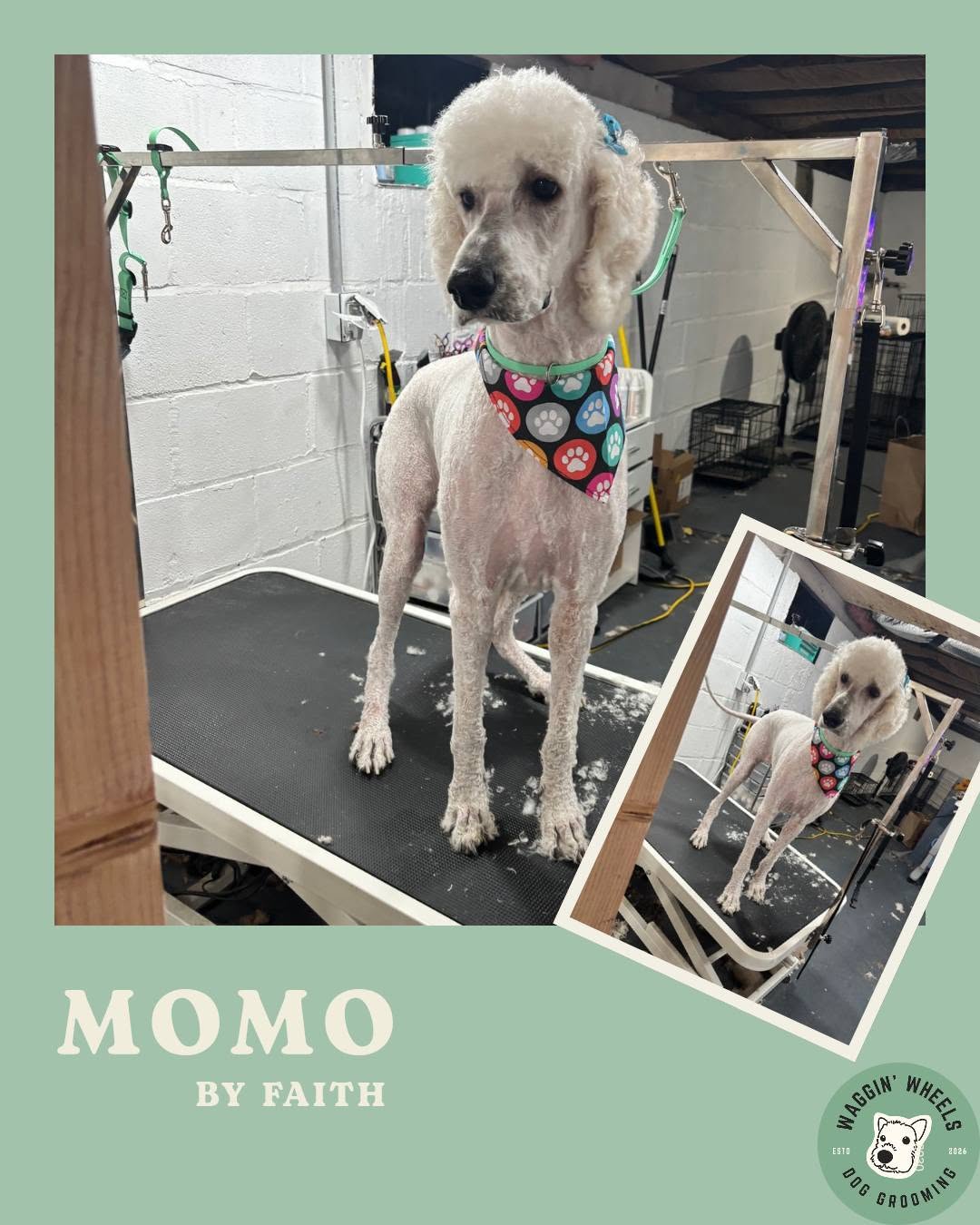 Momo, a standard poodle groomed and standing tall on the table